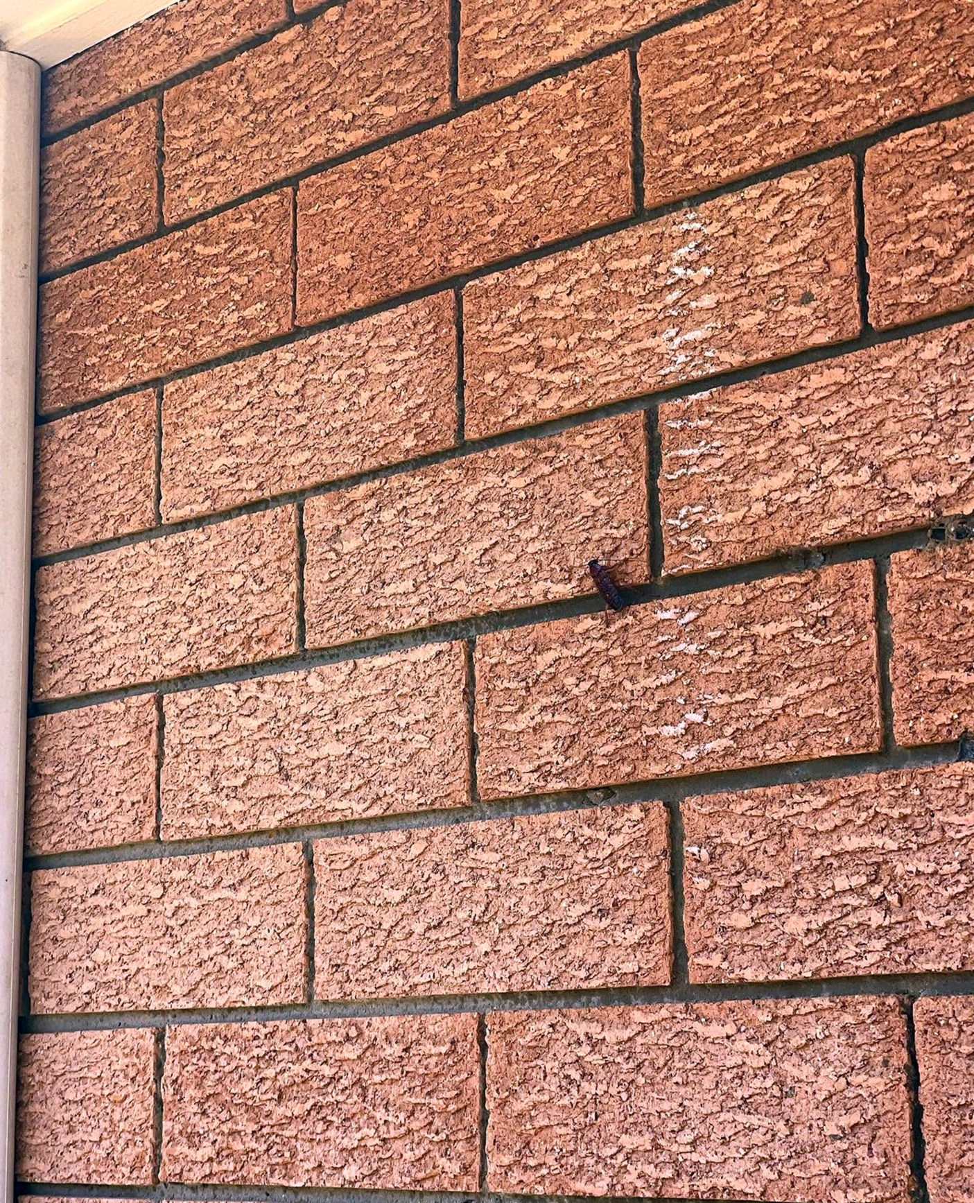 Residential pest control service in San Jose home